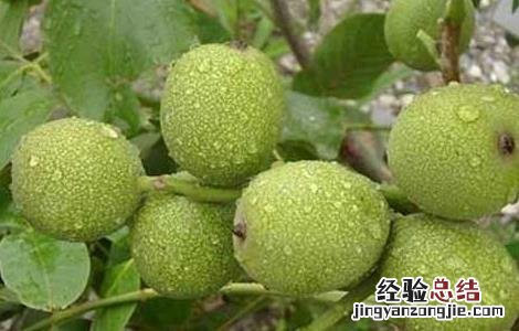 核桃的产地有哪些? 核桃的产地有哪些地方