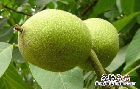 核桃的产地有哪些? 核桃的产地有哪些地方