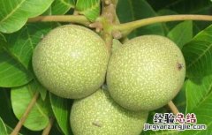 核桃的产地有哪些? 核桃的产地有哪些地方