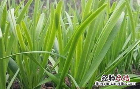如何提高韭菜移栽的成活率和成活率 如何提高韭菜移栽的成活率