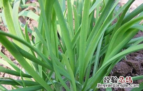 如何提高韭菜移栽的成活率和成活率 如何提高韭菜移栽的成活率