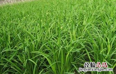 如何提高韭菜移栽的成活率和成活率 如何提高韭菜移栽的成活率