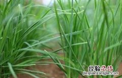 如何提高韭菜移栽的成活率和成活率 如何提高韭菜移栽的成活率