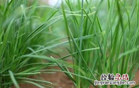 如何提高韭菜移栽的成活率和成活率 如何提高韭菜移栽的成活率
