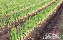 洋葱什么时候开始育苗 洋葱什么时候育苗什么时候栽种