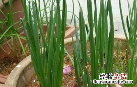 洋葱的后期管理技术 洋葱后期管理技术