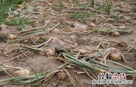 洋葱的后期管理技术 洋葱后期管理技术