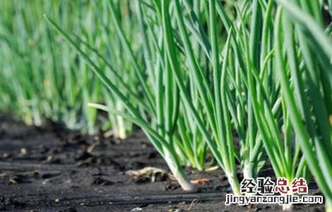 春季大葱管理技术 洋葱春季管理技术