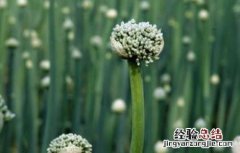 春季大葱管理技术 洋葱春季管理技术