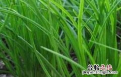 韭菜分蘖是什么意思 韭菜分蘖是什么意思呀