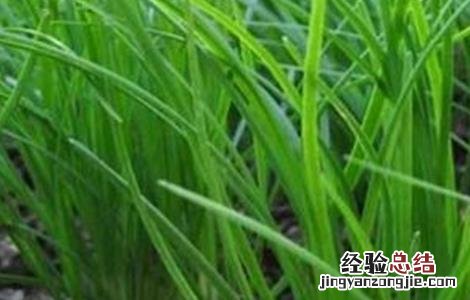 韭菜分蘖是什么意思 韭菜分蘖是什么意思呀