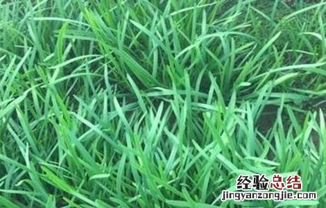 韭菜分蘖是什么意思 韭菜分蘖是什么意思呀