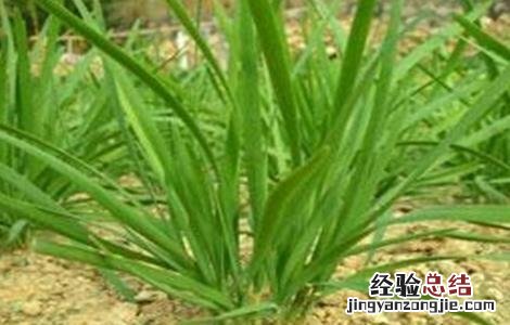 韭菜分蘖是什么意思 韭菜分蘖是什么意思呀