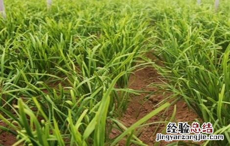 韭菜分蘖是什么意思 韭菜分蘖是什么意思呀