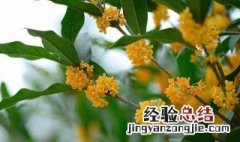 桂花树的花有什么功效与作用 桂花树的花有什么功效与作用禁忌