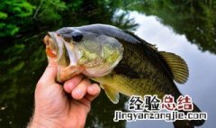 春季钓鲤鱼用什么漂 春季钓鲤鱼怎么调漂最好