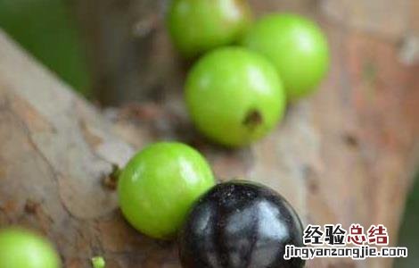 树葡萄种植技术与管理 树葡萄种植技术