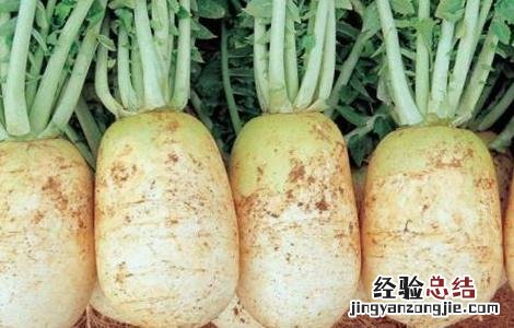 春萝卜抽薹的预防措施 春萝卜抽薹的预防措施