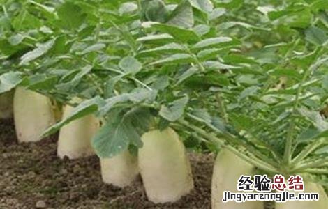 春萝卜抽薹的预防措施 春萝卜抽薹的预防措施