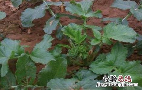 春萝卜抽薹的预防措施 春萝卜抽薹的预防措施