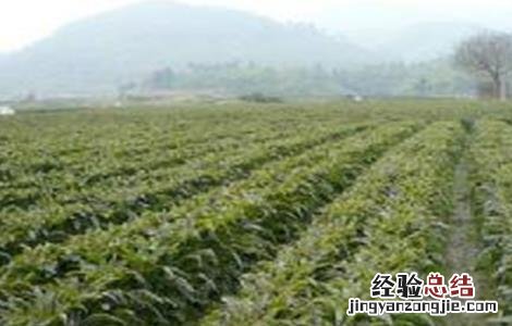 莴笋定植后怎么管理 莴笋怎么种植管理