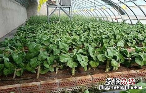 莴笋定植后怎么管理 莴笋怎么种植管理