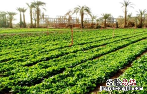 莴笋定植后怎么管理 莴笋怎么种植管理
