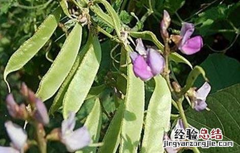 早春扁豆种植技术 早熟扁豆种植技术