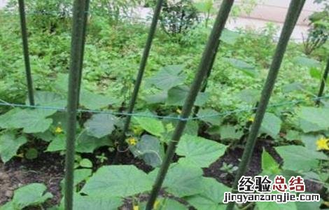 早春扁豆种植技术 早熟扁豆种植技术