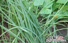 扁豆怎么样快出苗 扁豆几天出苗