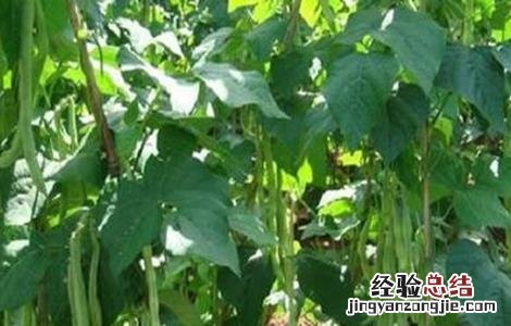 扁豆怎么样快出苗 扁豆几天出苗