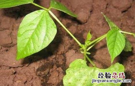 扁豆怎么样快出苗 扁豆几天出苗