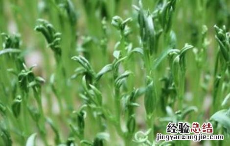 扁豆怎么样快出苗 扁豆几天出苗