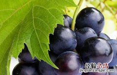 葡萄的品种有哪些?二年级 葡萄的品种有哪些?