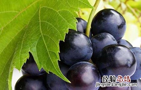 葡萄的品种有哪些?二年级 葡萄的品种有哪些?