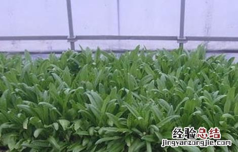 莴笋育苗技术 莴笋育苗技术湖南农业大学讲座在线直播观看