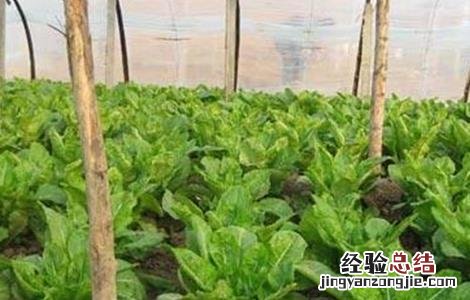 莴笋育苗技术 莴笋育苗技术湖南农业大学讲座在线直播观看