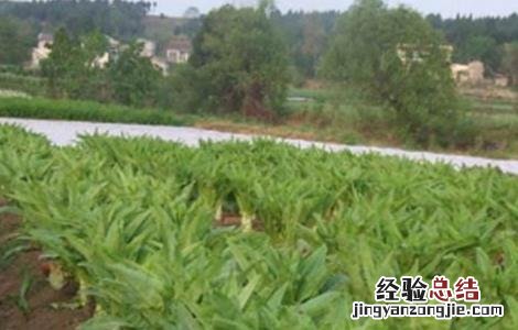 莴笋育苗技术 莴笋育苗技术湖南农业大学讲座在线直播观看