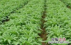莴笋育苗技术 莴笋育苗技术湖南农业大学讲座在线直播观看