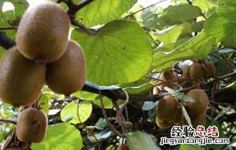 猕猴桃属于哪类水果? 猕猴桃属于什么种类的