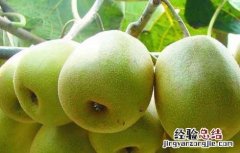 猕猴桃属于哪类水果? 猕猴桃属于什么种类的