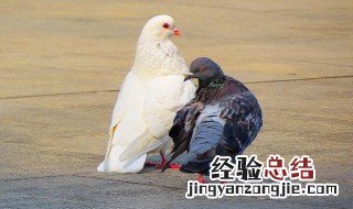 鸽子的作用有什么 鸽子的作用是什么