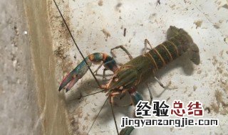 龙虾自己怎么养殖 龙虾自己怎么养殖的