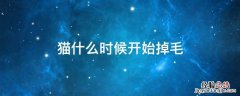 猫什么时候开始掉毛 布偶猫什么时候开始掉毛