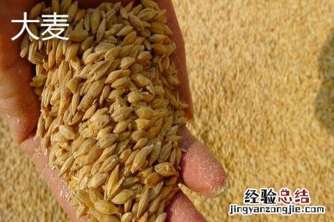 小麦和大麦的区别是什么 小麦和大麦的区别