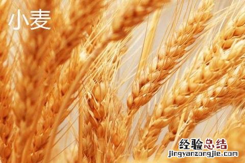 小麦和大麦的区别是什么 小麦和大麦的区别