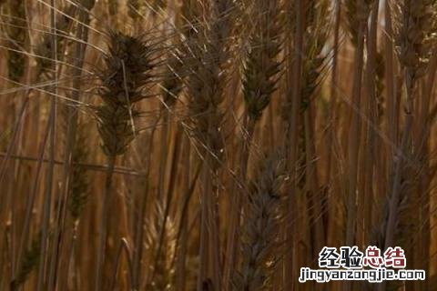 小麦和大麦的区别是什么 小麦和大麦的区别