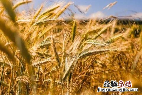 小麦和大麦的区别是什么 小麦和大麦的区别