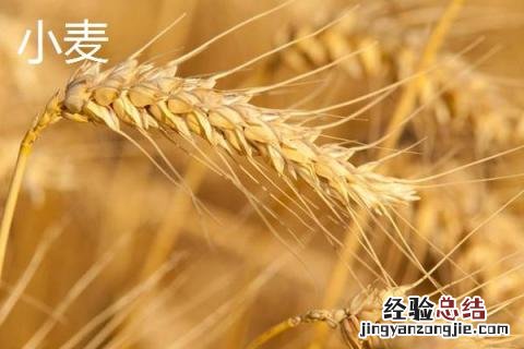 小麦和大麦的区别是什么 小麦和大麦的区别
