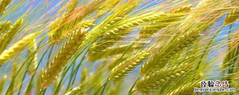 小麦多少天可以打除草剂 小麦打除草剂什么时候打